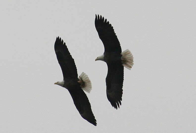 pics of eagles flying. RiverBills Archives_2005_October