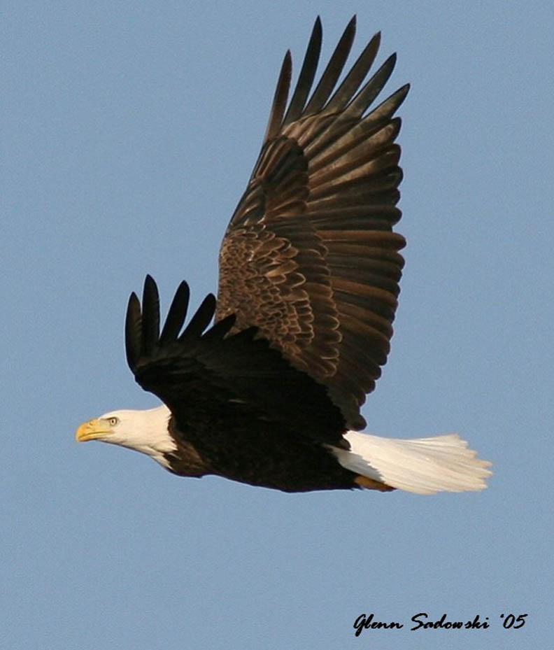 golden eagle flying. shot of an eagle taken by