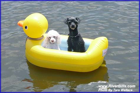 072011_dogs_in_rubber_ducky_475x.jpg
